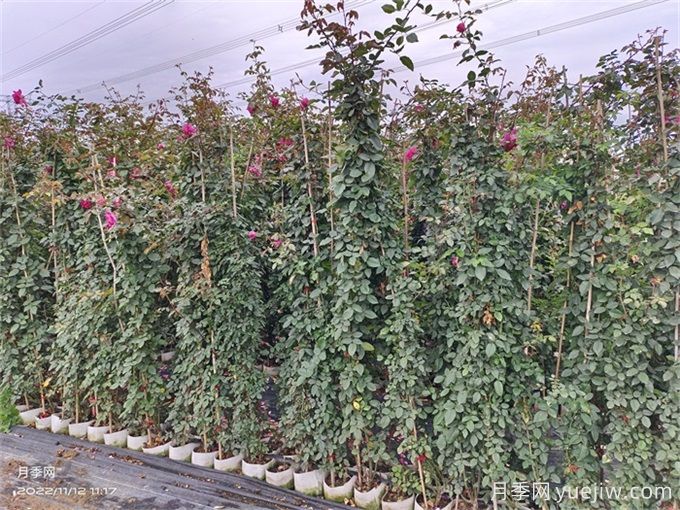 爬藤月季种植指南,让你的花园美到爆(图2) 爬藤月季种植指南,让你的花园美到爆(图2)