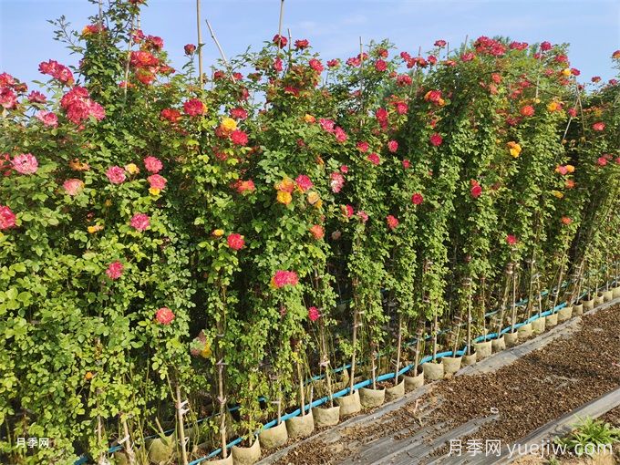 想让藤本月季快速开满墙,秋季应该如何做?(图2) 想让藤本月季快速开满墙,秋季应该如何做?(图2)