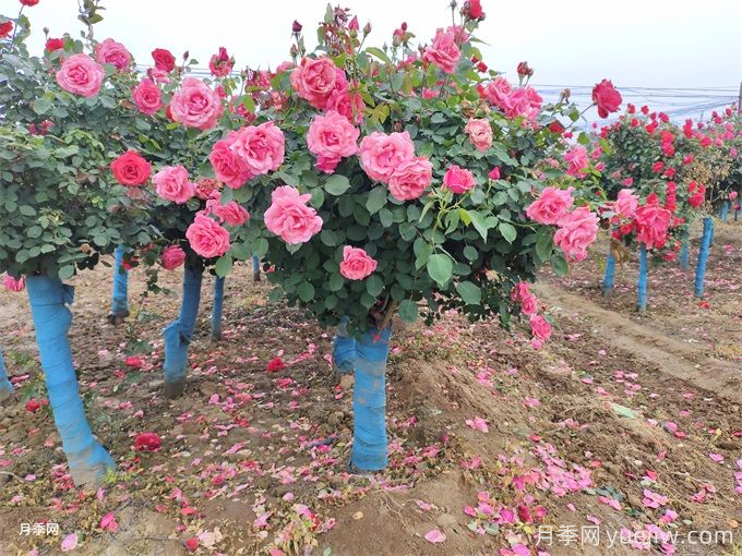 古桩月季移栽需要多大的树穴?(图2) 古桩月季移栽需要多大的树穴?(图2)