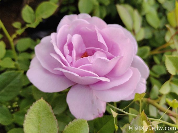 月季花也有缺点,避开这5个品种(图3) 月季花也有缺点,避开这5个品种(图3)