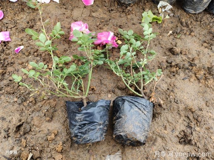 月季苗种下去不发芽又没死，是什么原因？(图2)