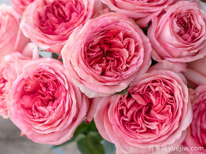 粉色激情月季/粉色爆炸/粉色压抑Pink X-pression(图1)