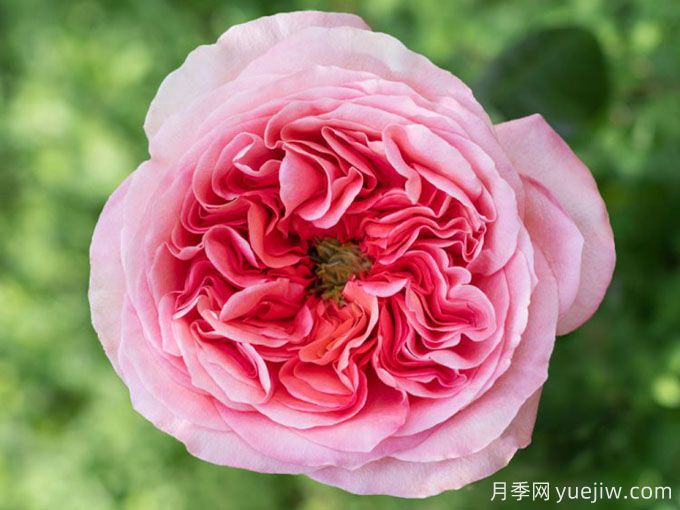 粉色激情月季/粉色爆炸/粉色压抑Pink X-pression(图2)