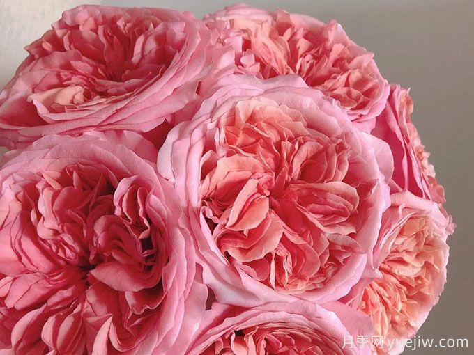 粉色激情月季/粉色爆炸/粉色压抑Pink X-pression(图3)