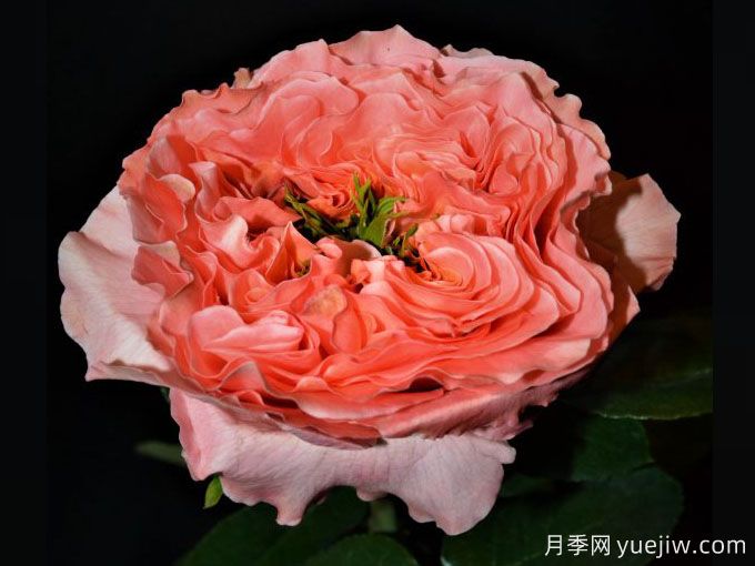 柑橘激情月季/柑橘爆炸Mandarin X-Pression(图1)