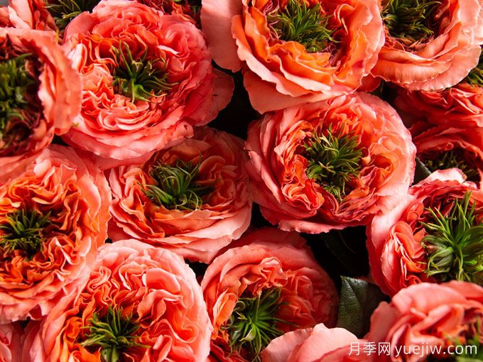 柑橘激情月季/柑橘爆炸Mandarin X-Pression(图2)