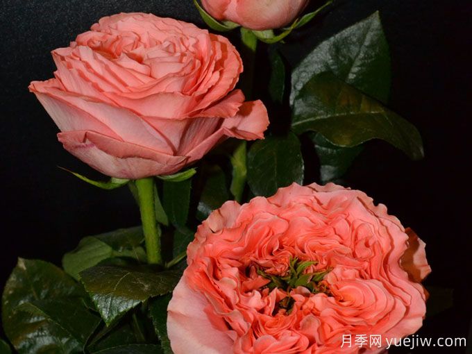 柑橘激情月季/柑橘爆炸Mandarin X-Pression(图3)