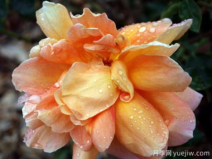 弗雷德埃德蒙兹月季(图2) 弗雷德埃德蒙兹月季(图2)