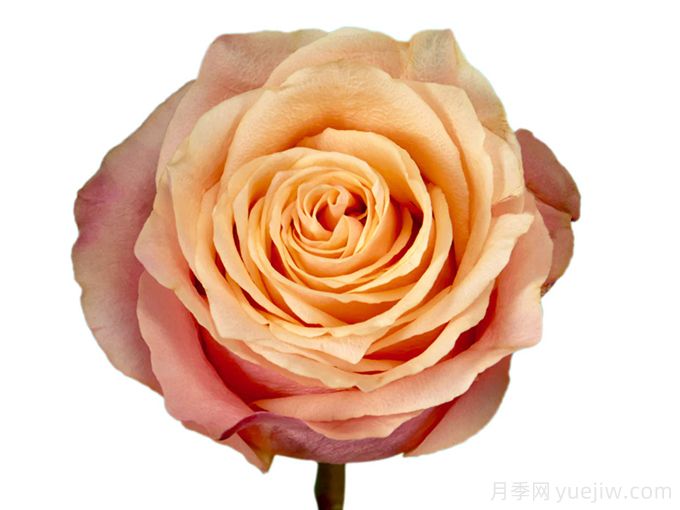 格兰夫人月季/格兰当娜(图1) 格兰夫人月季/格兰当娜(图1)