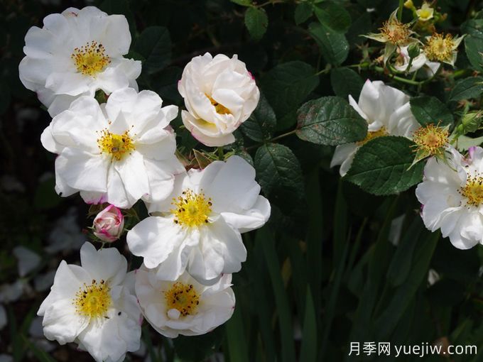 赫柏朱唇月季/赫柏之唇(图2) 赫柏朱唇月季/赫柏之唇(图2)