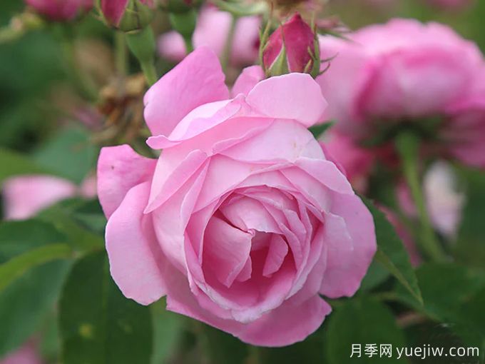 赫柏之杯月季/女神之杯月季(图1) 赫柏之杯月季/女神之杯月季(图1)