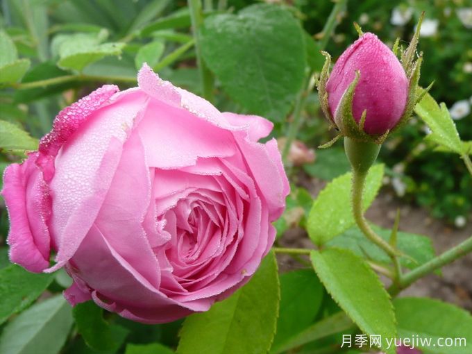 赫柏之杯月季/女神之杯月季(图2) 赫柏之杯月季/女神之杯月季(图2)