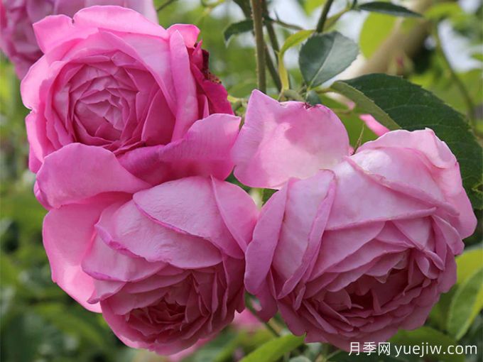 赫柏之杯月季/女神之杯月季(图3) 赫柏之杯月季/女神之杯月季(图3)