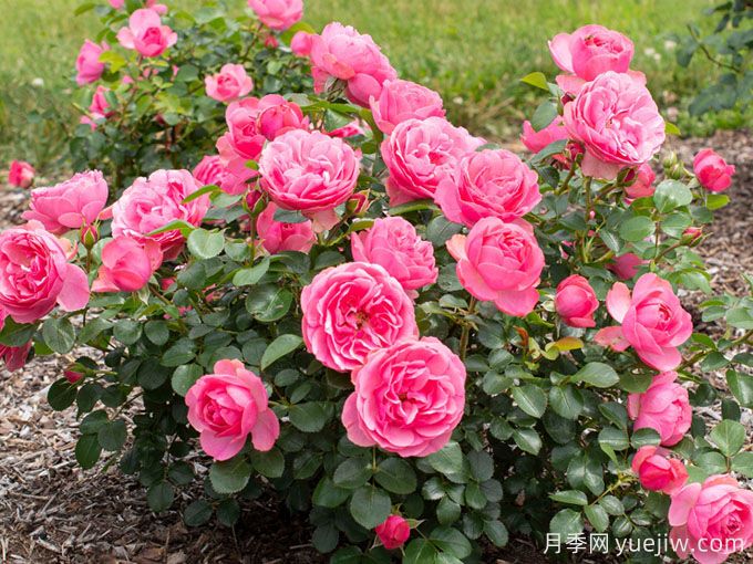粉色达芬奇月季,花量大一枝多头的小型藤本月季(图2) 粉色达芬奇月季,花量大一枝多头的小型藤本月季(图2)
