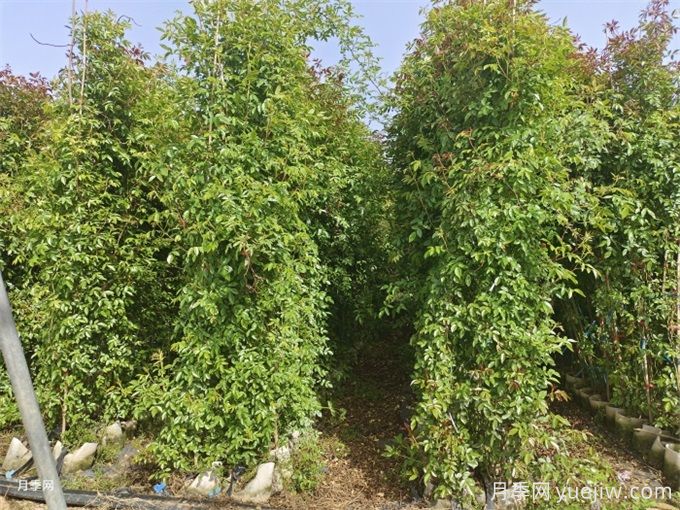 常见园林植物整形修剪—现代月季(图4) 常见园林植物整形修剪—现代月季(图4)