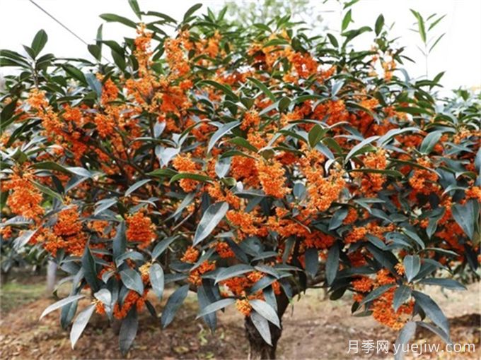 桂花都有哪些品种？哪种最香最好看？(图2)