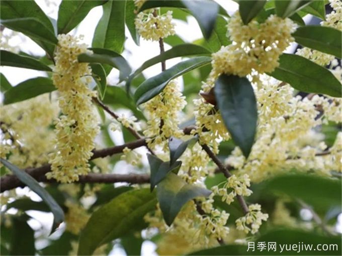 桂花都有哪些品种？哪种最香最好看？(图3)