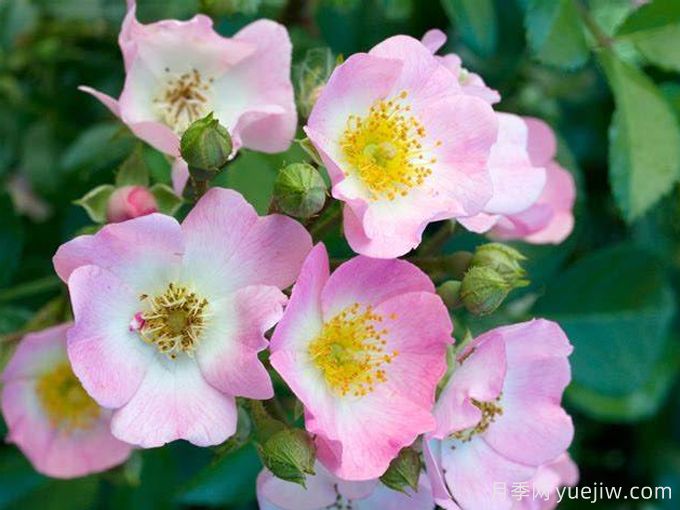红粉知己月季/粉红仙子(图1) 红粉知己月季/粉红仙子(图1)