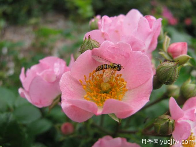 红粉知己月季/粉红仙子(图2) 红粉知己月季/粉红仙子(图2)