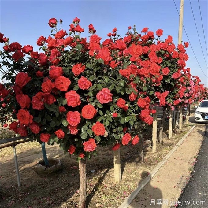 不论有没有院子,都要养一棵树状月季(图1) 不论有没有院子,都要养一棵树状月季(图1)