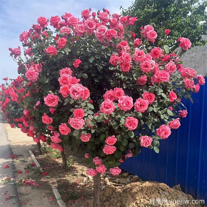 不论有没有院子,都要养一棵树状月季(图3) 不论有没有院子,都要养一棵树状月季(图3)