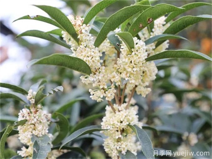 桂花树常见病虫害识别及防治(图2) 桂花树常见病虫害识别及防治(图2)