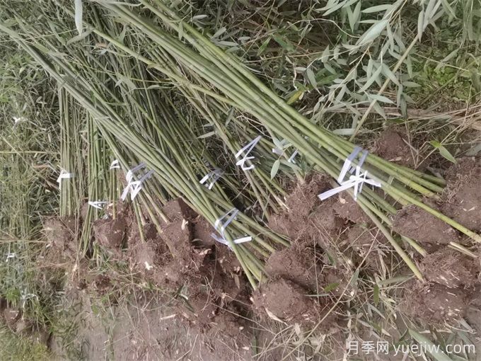 竹子怎么移栽才能成活?(图1) 竹子怎么移栽才能成活?(图1)