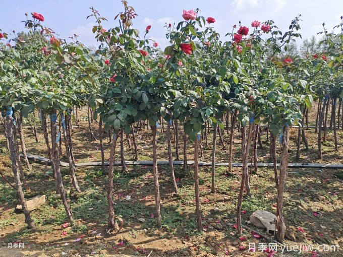 2.5公分树状月季价格,南阳高杆月季基地(图1) 2.5公分树状月季价格,南阳高杆月季基地(图1)