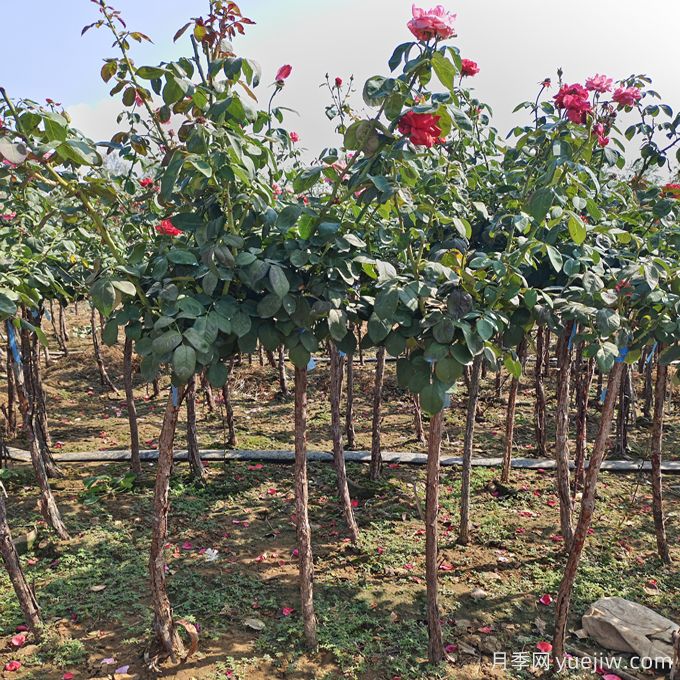 2.5公分树状月季价格,南阳高杆月季基地(图2) 2.5公分树状月季价格,南阳高杆月季基地(图2)