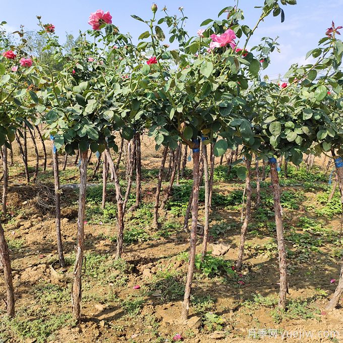 2.5公分树状月季价格,南阳高杆月季基地(图3) 2.5公分树状月季价格,南阳高杆月季基地(图3)