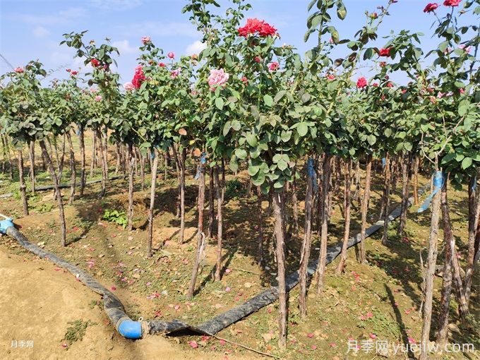 2.5公分树状月季价格,南阳高杆月季基地(图4) 2.5公分树状月季价格,南阳高杆月季基地(图4)