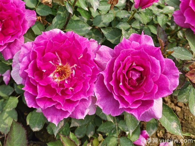 盘点10个最香的月季花品种(图5)