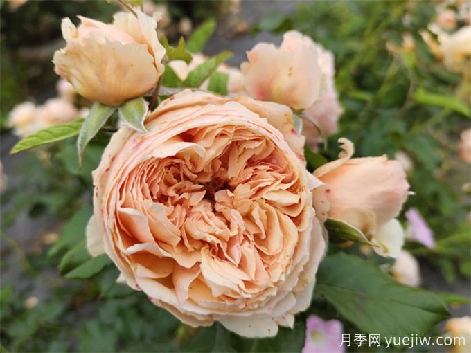 盘点10个最香的月季花品种(图9)