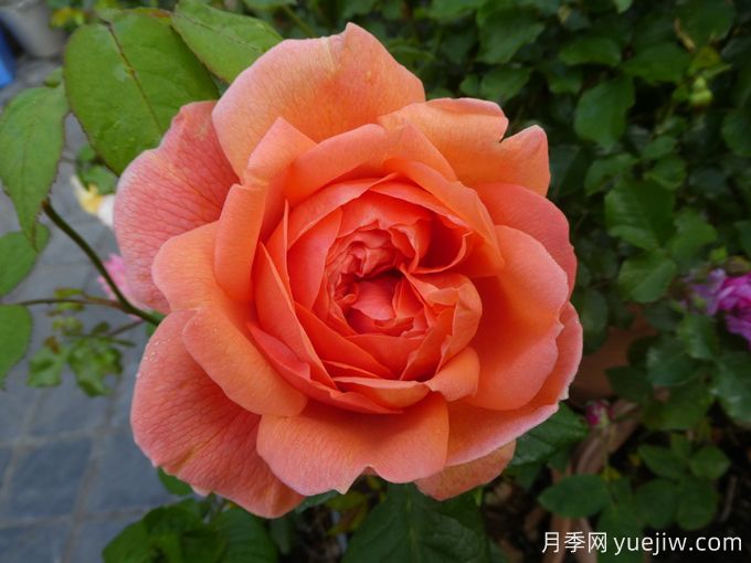 夏日之歌月季/颂夏月季(图2)