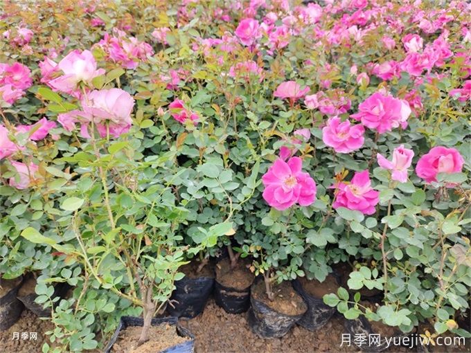 10月份月季苗圃花圃的管理注意事项有哪些(图2) 10月份月季苗圃花圃的管理注意事项有哪些(图2)