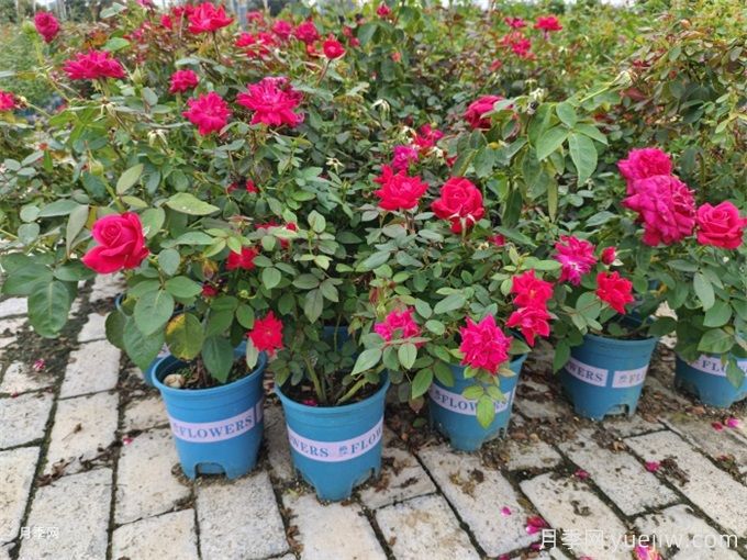 10月份月季苗圃花圃的管理注意事项有哪些(图3) 10月份月季苗圃花圃的管理注意事项有哪些(图3)