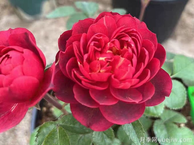 樱桃果汁月季,勤花,花型优美,香气宜人(图1) 樱桃果汁月季,勤花,花型优美,香气宜人(图1)