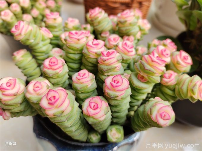 多肉介绍，种植方法和养护要点(图1)