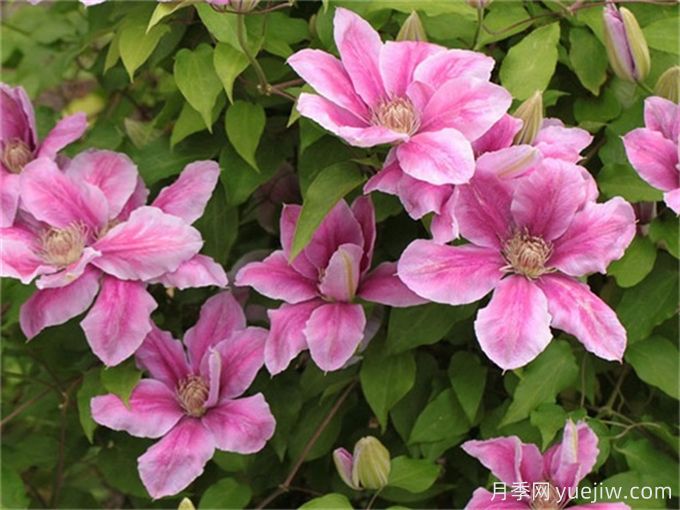 如何选择铁线莲?铁线莲的十大品种分类(图1) 如何选择铁线莲?铁线莲的十大品种分类(图1)