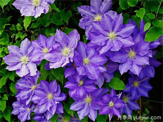 如何选择铁线莲?铁线莲的十大品种分类(图2) 如何选择铁线莲?铁线莲的十大品种分类(图2)