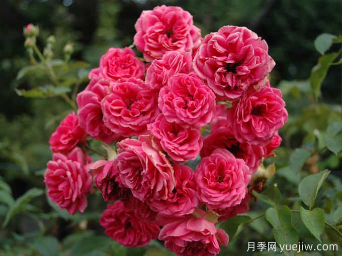 霍尔恩月季的介绍和优点(图1) 霍尔恩月季的介绍和优点(图1)