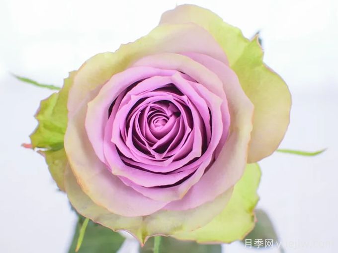 萨蔓莎的婚礼月季/萨曼莎的新娘(图1)