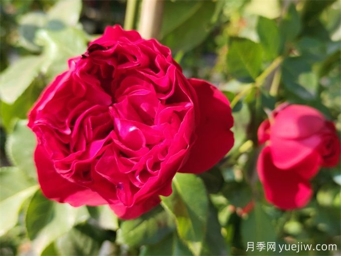 红色龙沙宝石,花期长,耐热又抗病(图1) 红色龙沙宝石,花期长,耐热又抗病(图1)