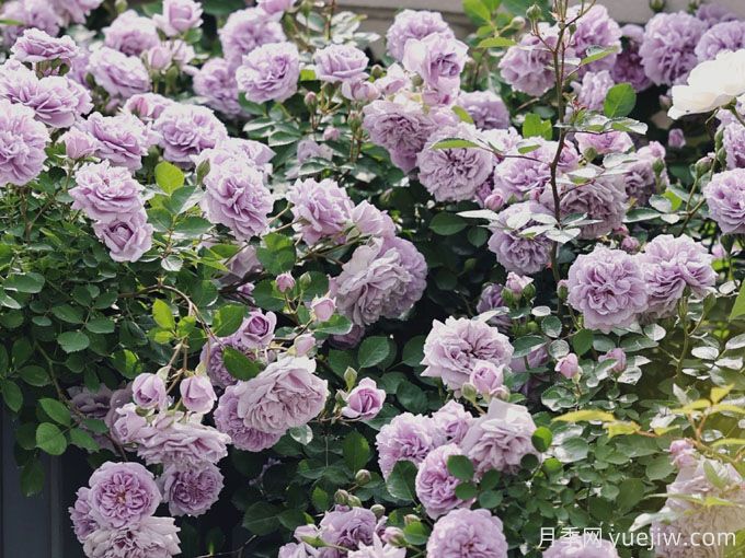 最受欢迎的四款藤本月季，生长迅猛花开如瀑(图4)