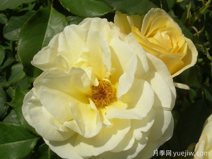 高压月季/极品月季(图2) 高压月季/极品月季(图2)