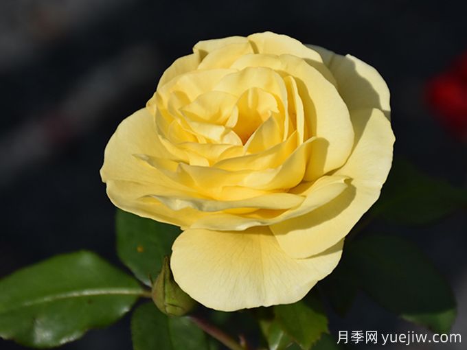 高压月季/极品月季(图1) 高压月季/极品月季(图1)