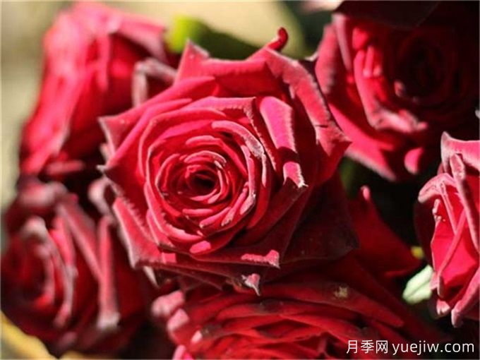 黑巴克月季,经典的黑玫瑰(图2) 黑巴克月季,经典的黑玫瑰(图2)