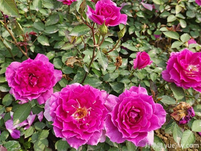 月季花苞打不开?可能是这三点因素(图1) 月季花苞打不开?可能是这三点因素(图1)