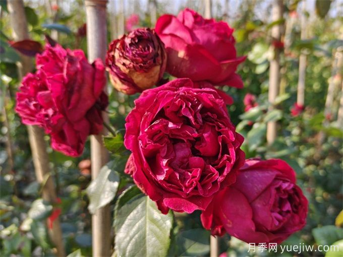 红色龙沙宝石月季花朵打不开怎么回事?(图1) 红色龙沙宝石月季花朵打不开怎么回事?(图1)