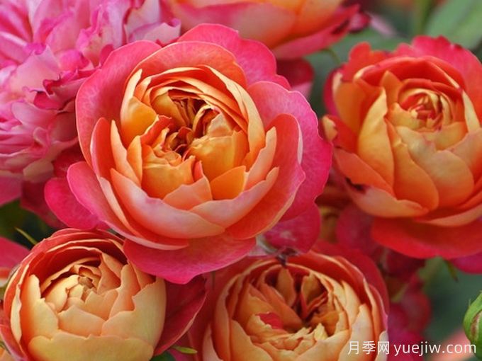 花期超长的7款藤本月季(图2)